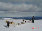 Dog Sledging, Valdres, Norway