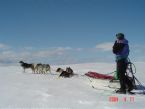 Dog Sledging, Valdres, Norway