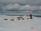 Dog Sledging, Valdres, Norway