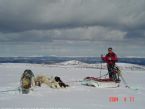 Dog Sledging, Valdres, Norway