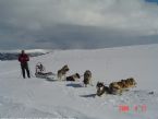 Dog Sledging, Valdres, Norway