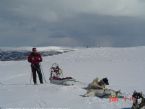 Dog Sledging, Valdres, Norway