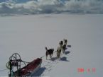 Dog Sledging, Valdres, Norway