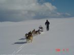 Dog Sledging, Valdres, Norway