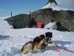 Dog Sledging, Valdres, Norway