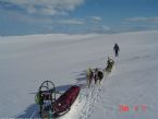 Dog Sledging, Valdres, Norway