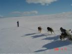 Dog Sledging, Valdres, Norway