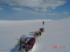 Dog Sledging, Valdres, Norway