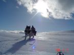 Dog Sledging, Valdres, Norway