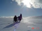 Dog Sledging, Valdres, Norway