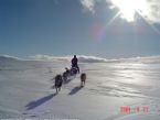 Dog Sledging, Valdres, Norway