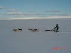 Dog Sledging, Valdres, Norway