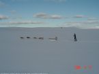 Dog Sledging, Valdres, Norway