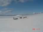 Dog Sledging, Valdres, Norway