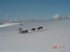 Dog Sledging, Valdres, Norway