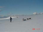 Dog Sledging, Valdres, Norway