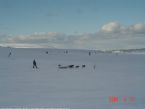 Dog Sledging, Valdres, Norway