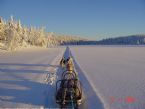 Dog Sledging on Romerikssen, Norway