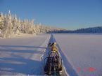 Dog Sledging on Romerikssen, Norway