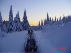 Dog Sledging on Romerikssen, Norway