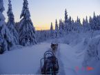 Dog Sledging on Romerikssen, Norway