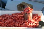 Fresh Shrimps at Oslo Harbor (Rdhus plassen)