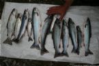 Wild Salmon and Wild Trout Fishing on Kamchatka Peninsula