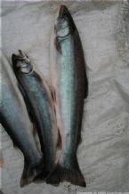 Wild Salmon and Wild Trout Fishing on Kamchatka Peninsula