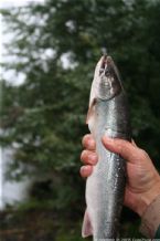 Wild Salmon and Wild Trout Fishing on Kamchatka Peninsula