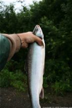 Wild Salmon and Wild Trout Fishing on Kamchatka Peninsula