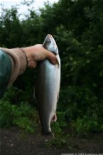 Wild Salmon and Wild Trout Fishing on Kamchatka Peninsula