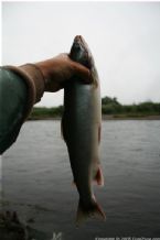 Wild Salmon and Wild Trout Fishing on Kamchatka Peninsula