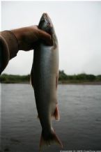 Wild Salmon and Wild Trout Fishing on Kamchatka Peninsula