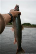 Wild Salmon and Wild Trout Fishing on Kamchatka Peninsula