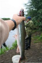 Wild Salmon and Wild Trout Fishing on Kamchatka Peninsula