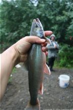 Wild Salmon and Wild Trout Fishing on Kamchatka Peninsula