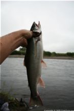 Wild Salmon and Wild Trout Fishing on Kamchatka Peninsula