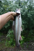 Wild Salmon and Wild Trout Fishing on Kamchatka Peninsula