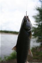 Wild Salmon and Wild Trout Fishing on Kamchatka Peninsula