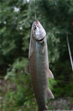 Wild Salmon and Wild Trout Fishing on Kamchatka Peninsula