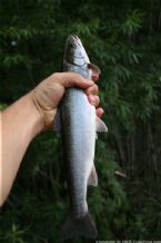 Wild Salmon and Wild Trout Fishing on Kamchatka Peninsula