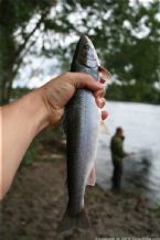 Wild Salmon and Wild Trout Fishing on Kamchatka Peninsula