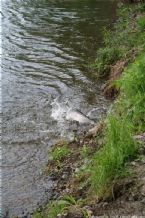 Wild Salmon and Wild Trout Fishing on Kamchatka Peninsula