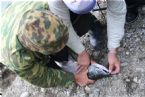 Wild Salmon and Wild Trout Fishing on Kamchatka Peninsula