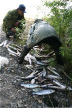 The End Of The Day Over 50Kg Fresh Salmon and Trout