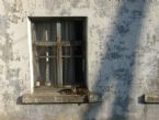 Cat laying on the window of marine school dormitory, Kamchatka, Russia, 2005