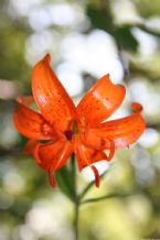 Lilly flower, Kamchatka, Russia, 2005