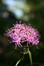 Flower, Kamchatka, Russia, 2005