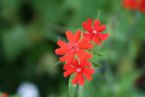 Flower, Kamchatka, Russia, 2005