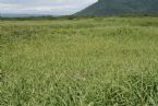 Green grass, Pacific ocean coast, Kamchatka, Russia, 2005